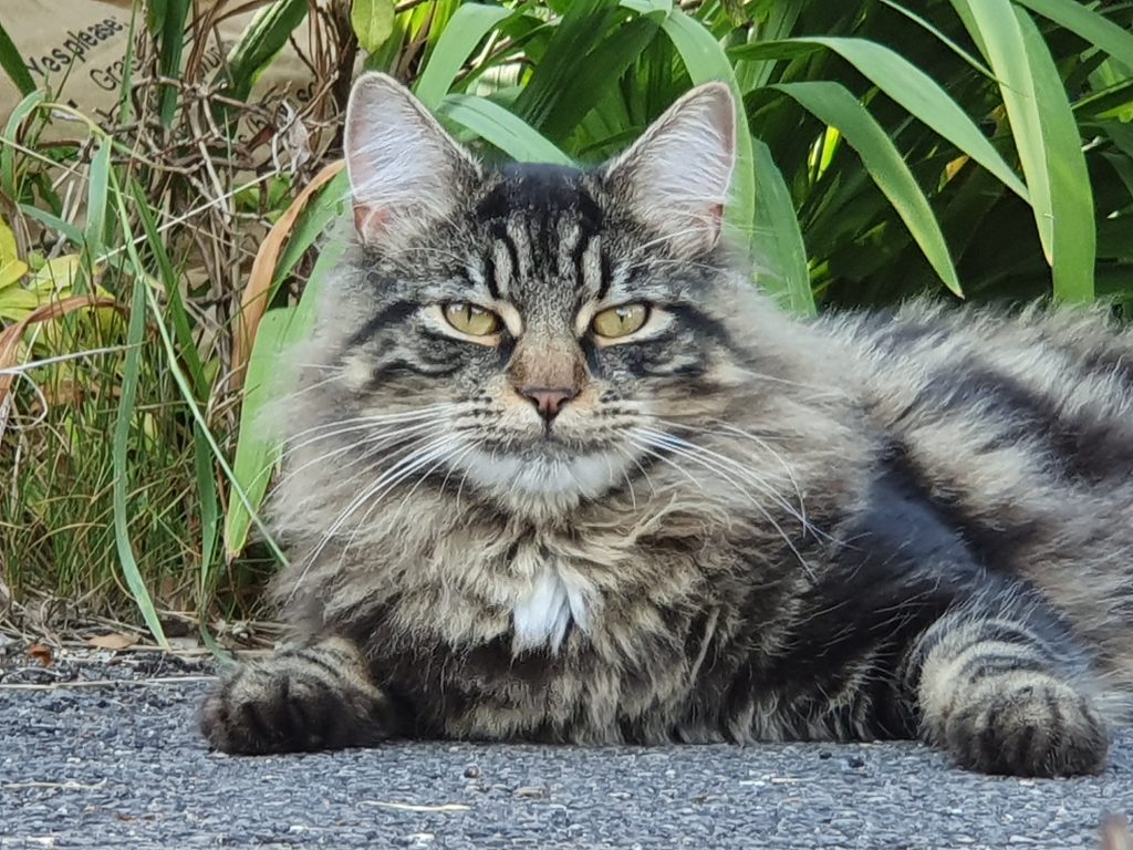 This image has an empty alt attribute; its file name is image.jpeg